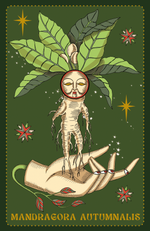 Carica l&#39;immagine nel visualizzatore di Gallery, Herbarium Oracle Cards
